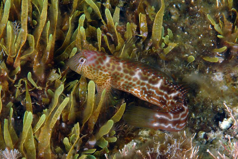 Blennidi